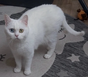    Wunderschöne Khao Manee Katze Lily sucht ein liebevolles Zuhause   