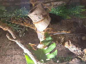 Grüner Stirnlappenbasilisk-Männchen 