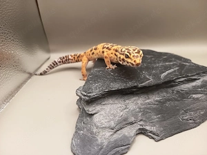 1.0 Leopardgecko Tremper Albino