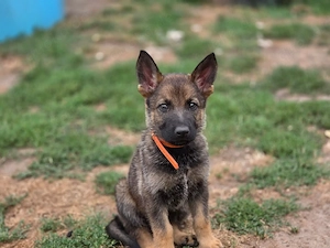 Graue deutsche Schäferhund Welpen DDR Linie 