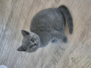 Bkh mädchen Bild 2