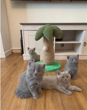 Wunderschöne BKH-Kitten in Lilac & Blue suchen ein liebevolles Zuhause