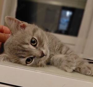 Zuckersüsse British Kurzhaar Kitten