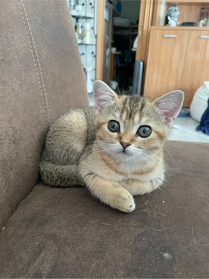 2 BKH Kitten (Geschwister) zu haben!