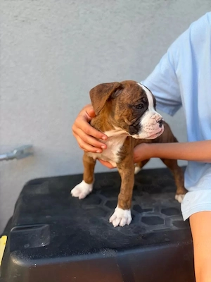 Boxerwelpen aus Hobbyzucht m.Papieren u.EU- Heimtierausweis