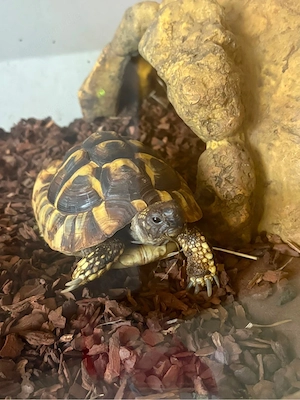 Griechesche Landschildkröte