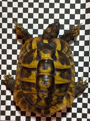 Griechesche Landschildkröte Bild 3