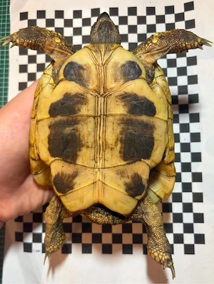 Griechesche Landschildkröte Bild 2