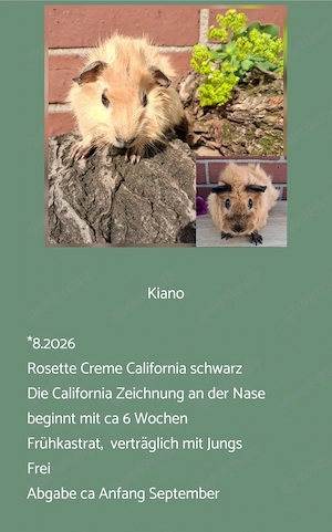 vers. Frühkastrat Meerschweinchen Rosetten 