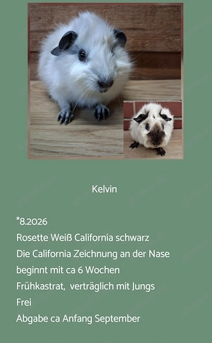 vers. Frühkastrat Meerschweinchen Glatthaar Rosetten