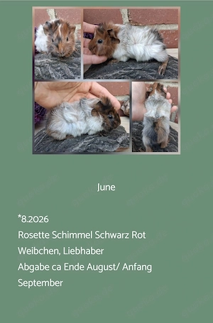 Weibchen Rosette Meerschweinchen  Bild 4