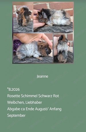 Weibchen Rosette Meerschweinchen 