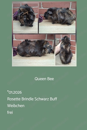 Weibchen Rosette Meerschweinchen  Bild 7