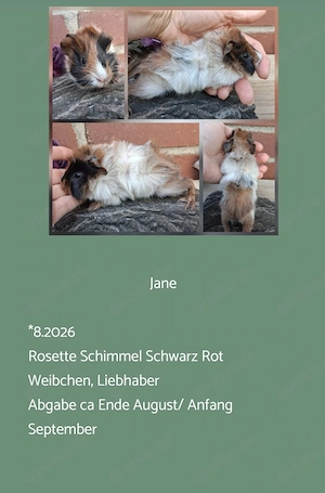 Weibchen Rosette Meerschweinchen  Bild 6