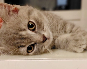 Zuckersüsse British Kurzhaar Kitten