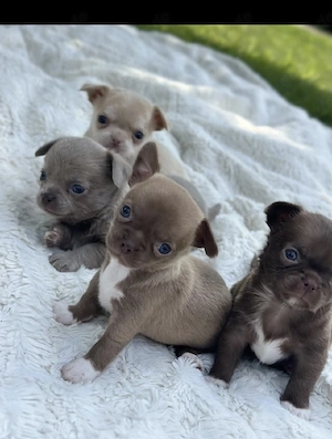 Chihuahua Welpen in KH und LH mit Ahnentafel