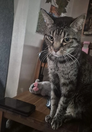 Katze zu vermitteln 
