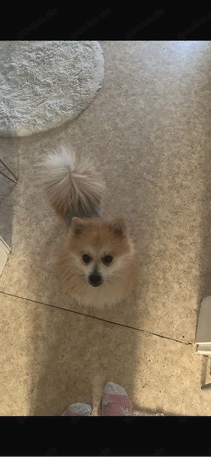 Dringend: Neues Zuhause für unseren Hund bis 23.08. gesucht