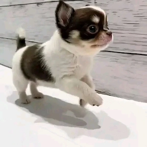 Chihuahua-welpen zu reservieren