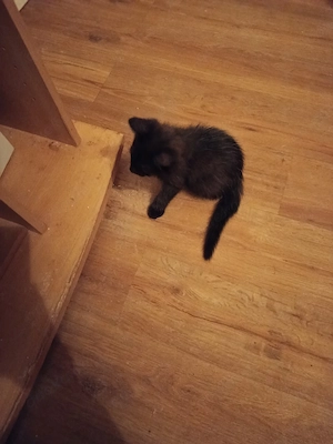 Kitten Katzenbaby 
