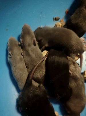 Farbratten Ratten Babyratten 