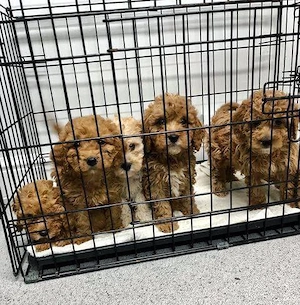  Vertrauensvolle Cavapoo-Welpenvermittlung   deutschlandweit