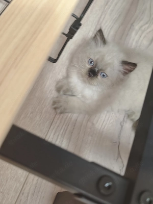 BHL Katze, Kitten 