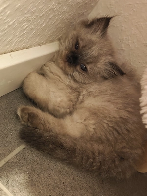 BHL Katze, Kitten  Bild 3