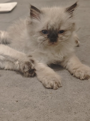 BHL Katze, Kitten