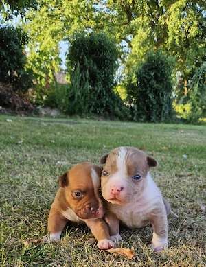 Wunderschöne American Bully Welpen suchen ein liebevolles Zuhause!!