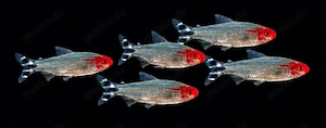 Rotkopfsalmler Hemigrammus bleheri