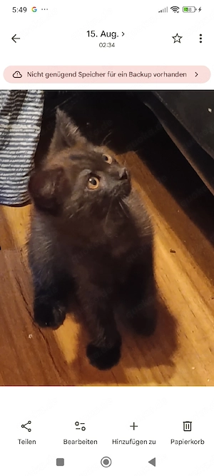 Kitten Katzenbaby 
