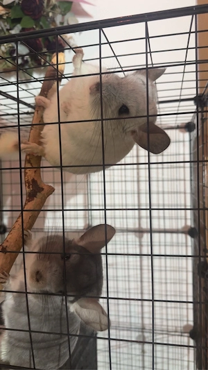 2 Chinchillas 