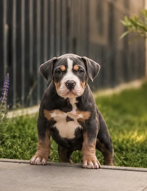 American bully Welpen mit Papiere 