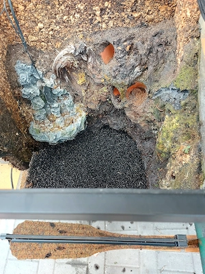 Regenwald Terrarium  Bild 3