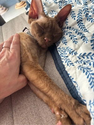 Devon Rex   Choclate weibl 3 Jahre 