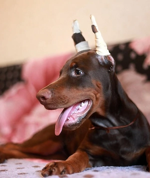  **2 Typvolle Dobermann-Welpen suchen ein liebevolles Zuhause** 