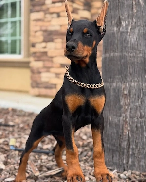 Wunderschöne Dobermann Welpen   Gesund, verspielt & bereit für ihr neues Zuhause 