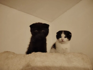Katzenbabys suchen ein liebevolles Zuhause