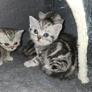 BKH Kitten suchen neues Zuhause