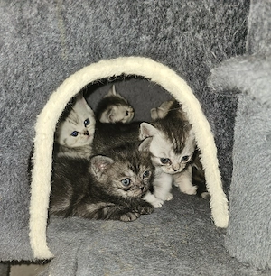 BKH Kittem suchen neue Zuhause