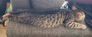 3 süße Katzen suchen ein neues zu Hause