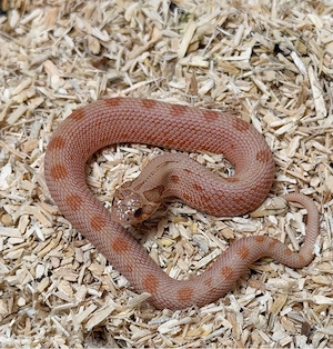 Sable, Heterodon Nasicus,Hakennasennatter 