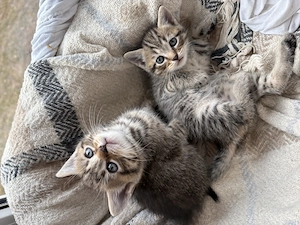 BKH Mix babys Britisch Kurzhaar kitten