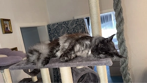 Maine coon kater 