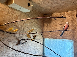 Kanarienvögel 