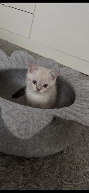 Wunderschöne reinrassige BKH Kitten Katerchen