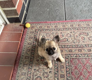 Chihuahua 