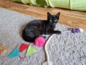 Katze 4 Monate mit Zubehör 