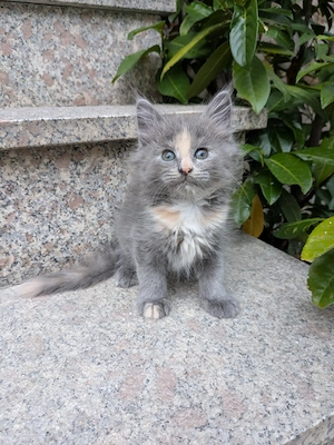 Maine Coon Babys 